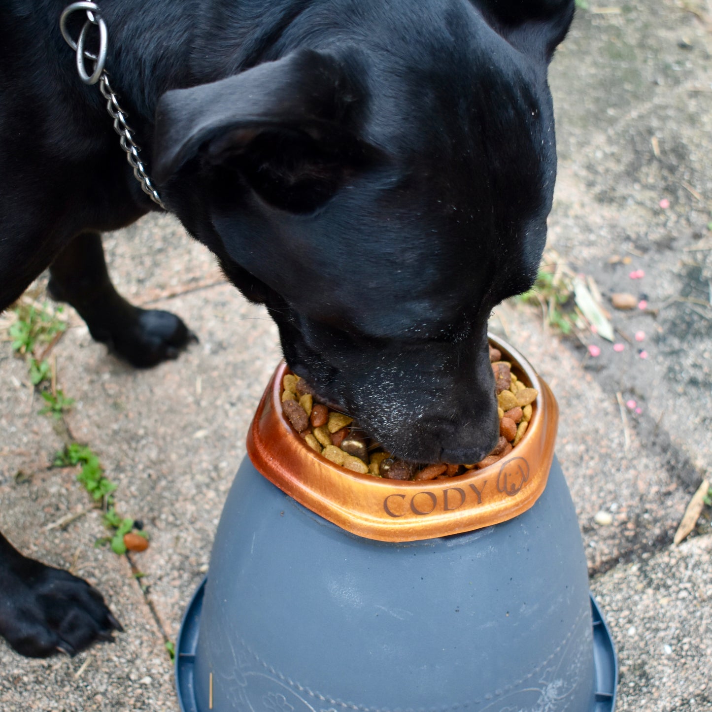 Personalized SLOW FEEDER Dog Bowl