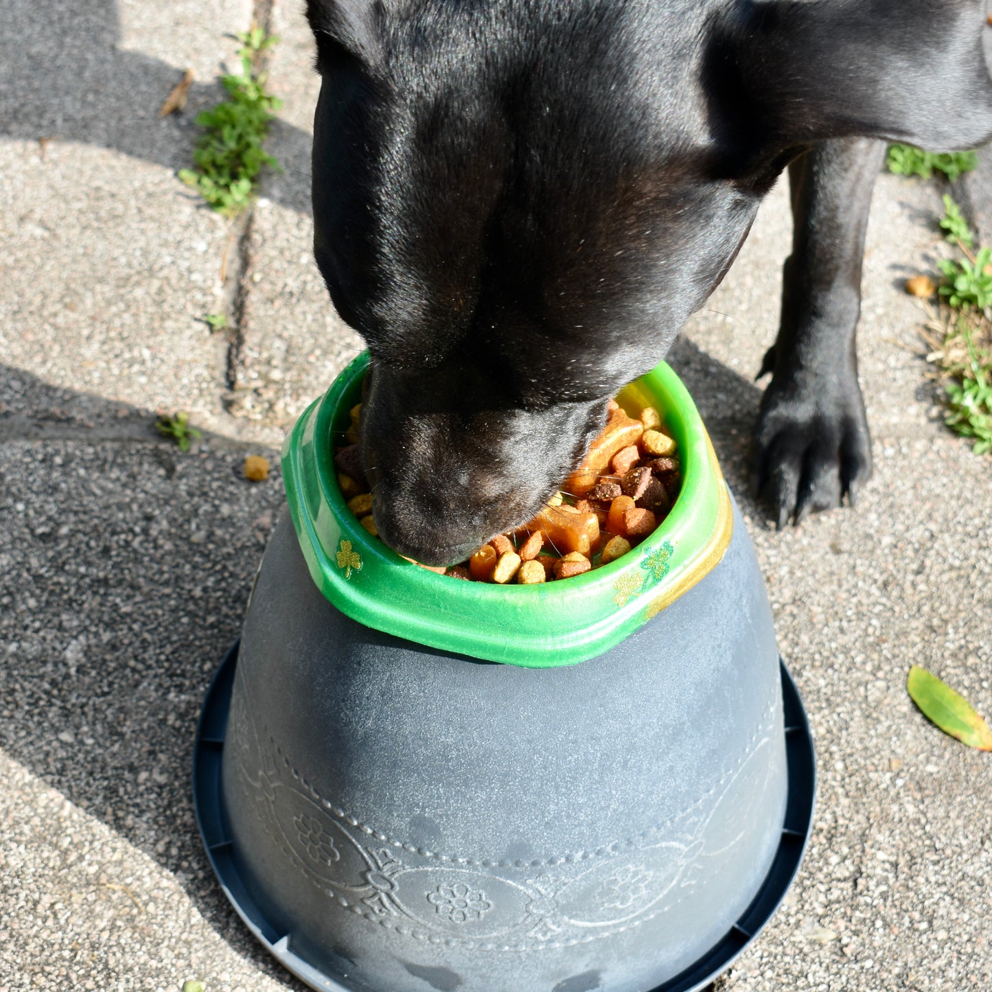 St. Patrick’s Day Personalized SLOW FEEDER Dog Bowl – Shamrock Personalized Pet Bowl - Pet Bowl with Name