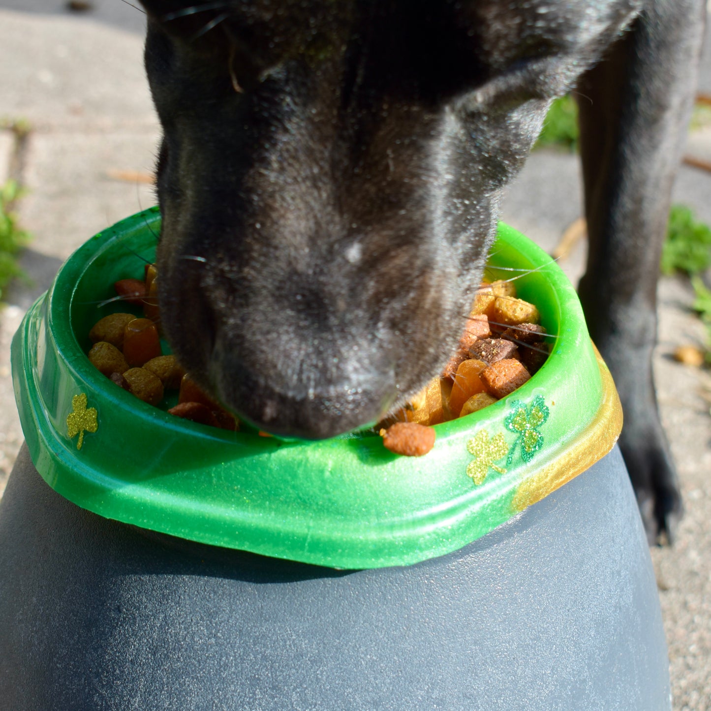 St. Patrick’s Day Personalized SLOW FEEDER Dog Bowl – Shamrock Personalized Pet Bowl - Pet Bowl with Name